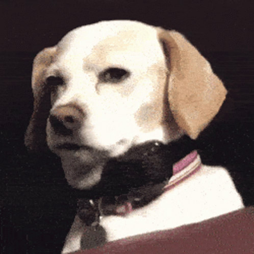 suspicious-dog-squinting-staring-evil-gif-15470686.gif