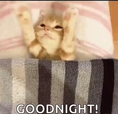 goodnight-siesta-cat-kitten-blanket-gif-