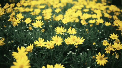 More Than Anything - Alix Flowers-yellow-gif-25799279