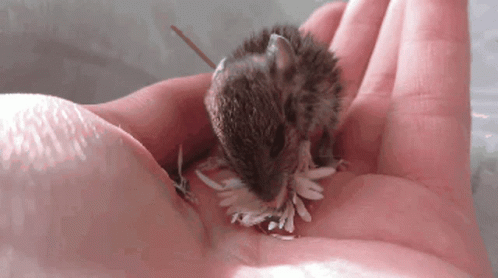 aww-cute-mouse-animals-flower-gif-16084134.gif