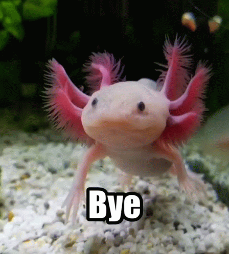https://tenor.com/view/axolotl-bye-good-bye-aquarium-fish-gif-19082410.gif