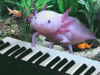 https://tenor.com/view/axolotl-gif-5505339.gif