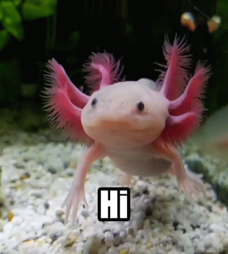 https://tenor.com/view/axolotl-hi-hello-greeting-waving-gif-19082219.gif