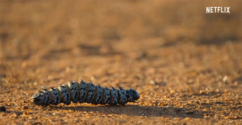 caterpillar-insect-caterpillar-moving-our-planet-our-planet-forests-gif-17111013.gif
