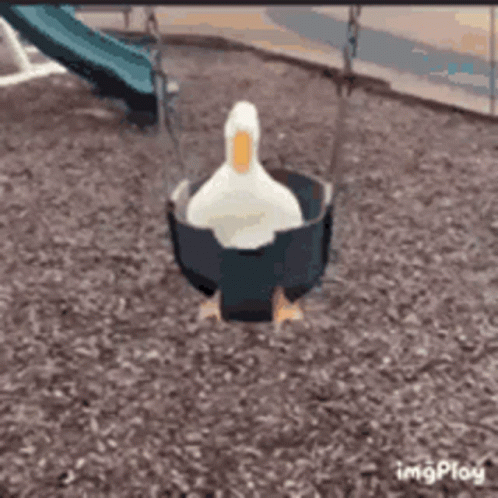 https://tenor.com/view/duck-swing-playground-cute-gif-16385102.ping.gif