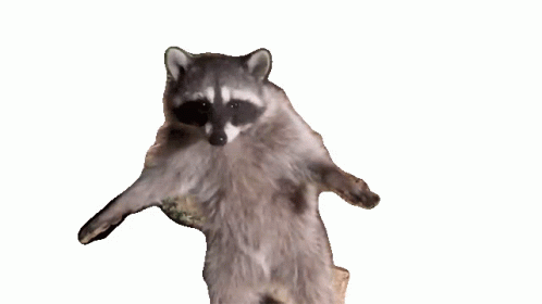 freeze-dont-move-raccoon-pet-collective-the-pet-collective-gif-16744631.gif