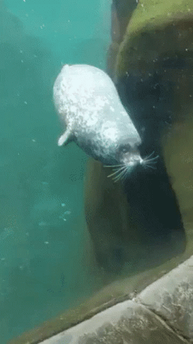 sea-seal-bump-funny-animals-gif-14449973.gif