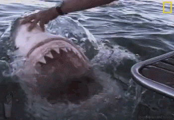 shark-punch-shark-punch-discovery-discovery-channel-gif-5647617.gif