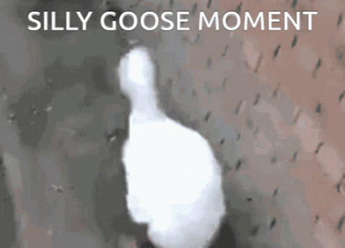 https://tenor.com/view/silly-goose-silly-goose-moment-gif-24528309.gif